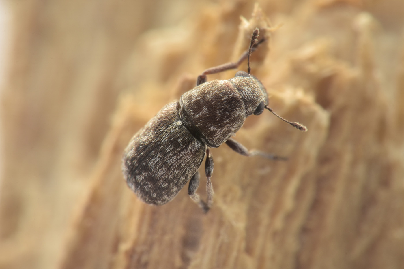 Anthribidae: Noxius curtirostris? S.